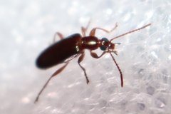 Statira