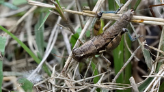 Phaedrotettix