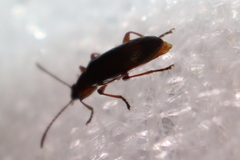 Statira