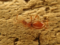 Scydmaenus perrisi