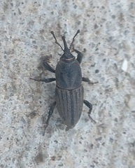 Sphenophorus parvulus