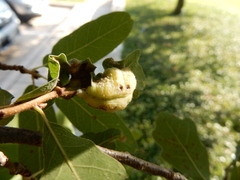 Neuroterus quercicola