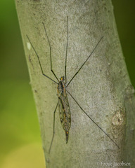 Tipula metacomet
