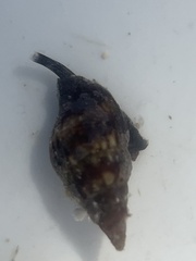 Costoanachis scutulata