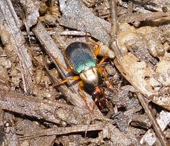 Chlaenius aestivus