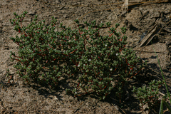 Portulaca hereroensis image