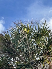 Aratinga nenday