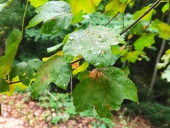 Acer opalus