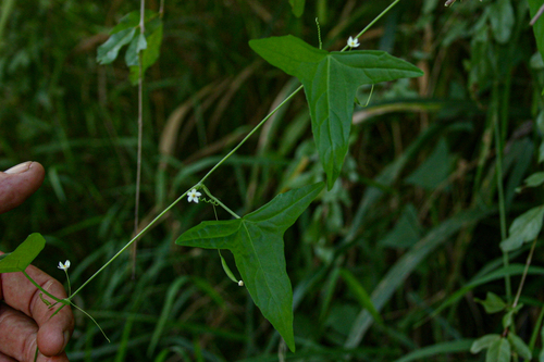 Zehneria tridactyla image