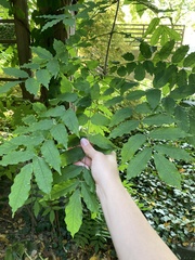 Wisteria sinensis