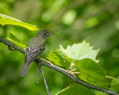 Empidonax virescens