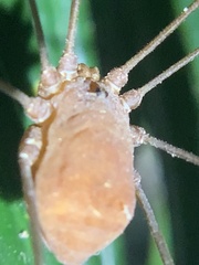Leiobunum flavum
