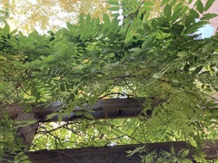 Wisteria sinensis