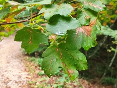 Acer opalus