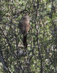 Leptasthenura aegithaloides