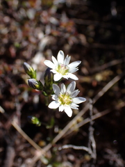 Gentiana douglasiana