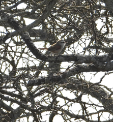 Cranioleuca pyrrhophia