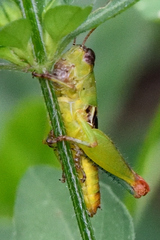 Phaedrotettix