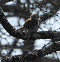 Cranioleuca pyrrhophia