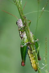 Phaedrotettix