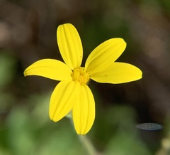 Croptilon divaricatum