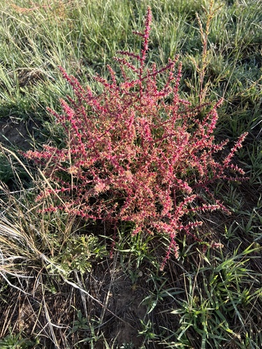 Salsola tragus