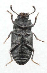 Blapstinus dominicus