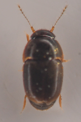 Ptiliidae