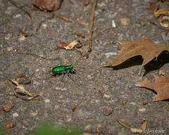 Cicindela sexguttata