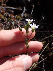 Gentiana douglasiana