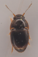 Ptiliidae