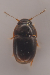 Ptiliidae