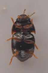 Ptiliidae