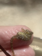 Hippocampus zosterae