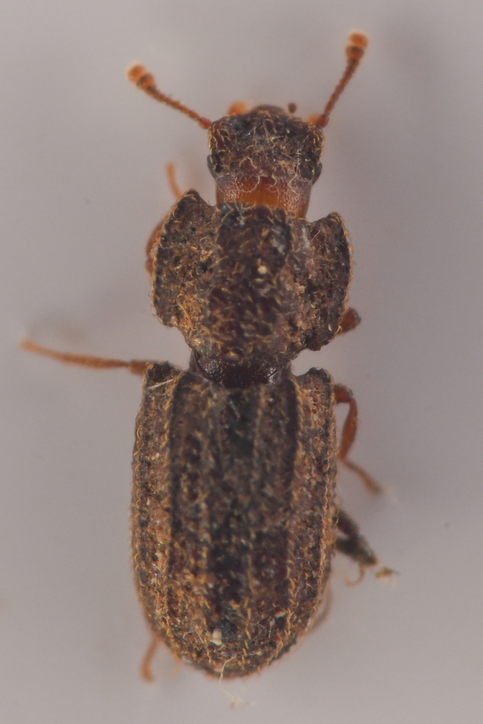 Megataphrus tenuicornis