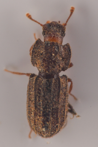 Megataphrus tenuicornis