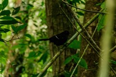 Pyriglena leucoptera