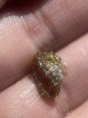 Hippocampus zosterae