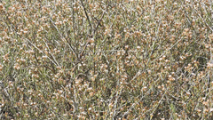 Cyclolepis genistoides
