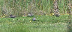 Columba guinea phaeonota