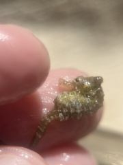 Hippocampus zosterae