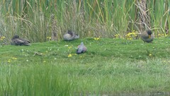 Columba guinea phaeonota