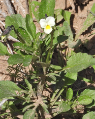 Viola arvensis arvensis