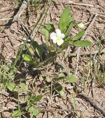 Viola arvensis arvensis