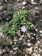Spergularia rupicola
