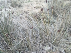 Juncus acutus