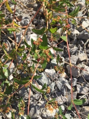 Euphorbia nutans