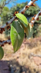 Englerophytum magalismontanum