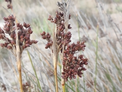 Juncus acutus