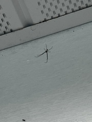 Leucauge argyrobapta